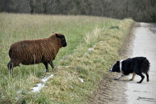 La transhumance hivernale, une tradition bien vivante. De Goumoens  Echallens, Nicola Toscano, berger. 28 janvier 2024 - Reportage de Dany Schaer, journaliste photographe