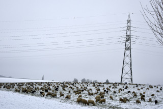 La transhumance hivernale, une tradition bien vivante. De Goumoens  Echallens, Nicola Toscano, berger. 28 janvier 2024 - Reportage de Dany Schaer, journaliste photographe