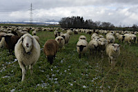 La transhumance hivernale, une tradition bien vivante. De Goumoens  Echallens, Nicola Toscano, berger. 28 janvier 2024  (cliquer ICI)