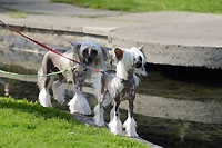 Animalia 2012 : Toutou cool dans les jardins de Beaulieu (cliquer ICI)