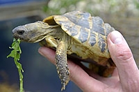 Un nouveau toit pour sauver les tortues. Chavornay, mai 2015 (cliquer ICI)