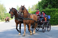 Le cheval de trait sur la Route du poisson - Avenches, juin 2012 (Cliquer ICI)