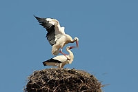 Cigognes, mars 2012 (Cliquer ICI)