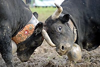 Combat de reines - Essertines, octobre 2012 (cliquer ICI)