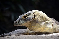 Premiers émois des Dragons de Komodo. Servion, août 2014 (cliquer ICI)