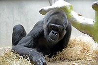 Goma a fait son chemin entre la main de l�homme et sa famille gorille. Zoo de B�le, d�cembre 2014 (cliquer ICI)