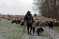 Nicola Toscano moutonnier de la transhumance - Plateau du Jorat, janvier 2014 (Cliquer ICI)