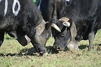 Vaches d'H�rens : Essertines a sa reine - L�Echo du Gros-de-Vaud, 24 octobre 2014 (cliquer ICI)