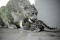 B�b� panth�re des neiges, la star du zoo de Servion - Juillet 2013 (Cliquer ICI)