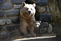 Une premi�re au Zoo de Servion, Martin et Martine sont parents d�un ourson. 8 mai 2015 (cliquer ICI)