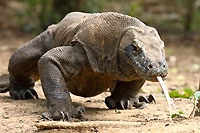 Deux dragons de Komodo dans le Jorat, novembre 2013 (Cliquer ICI)