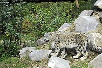 Panth�res des neiges. Zoo de Servion, octobre 2010 - Cliquer ICI