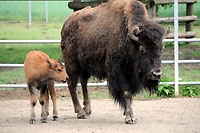 Berceaux et alc�ves du zoo de Servion - Mai 2011 (Cliquer ICI)